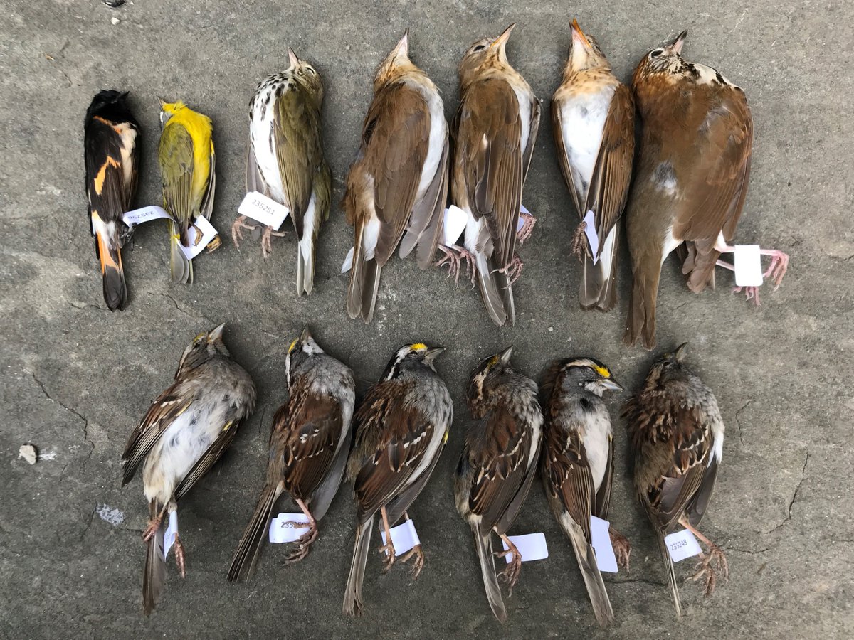 There was high migration movement last night, bringing many birds into the city. Our volunteers were out early this morning to find birds that had collided with windows. These birds were found by just one volunteer. This is only a fraction of birds that likely collided today.