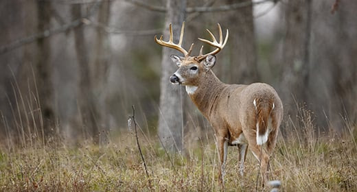 If you're burning near a deer stand or heavily hunted area, a recent incident highlighted in this article recommends lighting around deer stands and then moving away until the fire in that area is out cold. Read more:
wildfirelessons.blog/wp-content/upl…