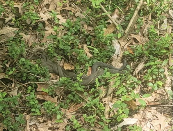 Jackson_Zoo's tweet photo. We regularly receive calls from INSIDE the zoo reporting wild snakes in animal exhibits. Guess what? We LOVE snakes in exhibits! None are venomous &amp; they help create a healthy, natural ecology in their little areas. Snakes are friends!😊 📸 JZKeeper Taylor~https://t.co/V0SK0tSEFH https://t.co/1iy5bYp7va