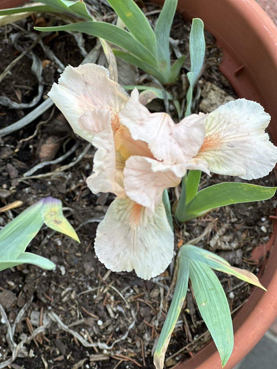 SeahorseInn's tweet photo. #Spring is Springing. This is our first #iris of the season and the rest of the iris beds are ready to explode. #bedandbreakfast #madisonct #flowers #scrantonseahorseinn https://t.co/GiIgmy7Rj9