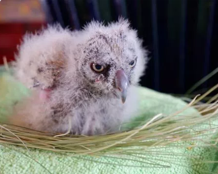 "I have found an injured/orphaned animal near me.. what do I do next?" In this situation, adrenaline is high and you're wondering - WHAT DO I DO? We have a wonderful resource on our website:
ceiwildlife.org/i-ve-found-an-… that
details a list of steps to take if you're in this
scenario.