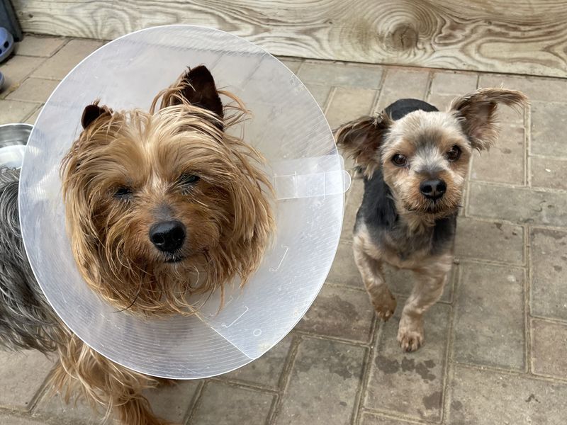 AdoptionsUk's tweet photo. Please retweet to help Maximus and Fifi find a home together #LOUGHBOROUGH #UK

Bonded pair, Yorkshire Terriers aged 11 and 13!! 💔
They need an adult home as the only pets. They enjoy their walks and attention. 
Please give them an extra share 🌟
DETAILS 
https://t.co/8ezwpUpjdd https://t.co/HJxCJUvEOQ