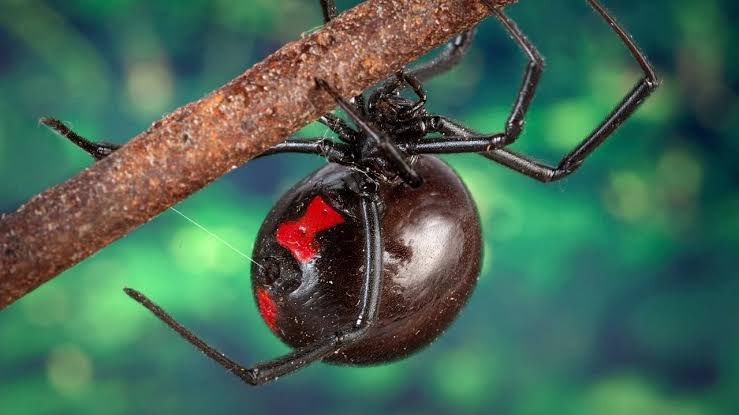 EnsedeCiencia's tweet photo. ¿Sabías que los antiguos nahuas llamaban a esta araña tzintlatlauhqui, que se puede traducir como “la del trasero rojo”? 

Se les conoce popularmente cómo araña viuda negra o araña capulina, la cual es peligrosa debido a su veneno neurotóxico, 15 veces más potente que el de una serpiente de cascabel. 

De manera general, los nahuas usaban la palabra tocatl para nombrar a los arácnidos. En su cultura, los arácnidos estaban asociados con el inframundo y su señor Mictlantecuhtli. 

¿Y tú, has encontrado alguna de estas arañas en tu jardín?