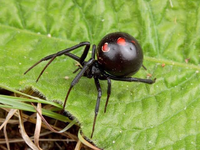 EnsedeCiencia's tweet photo. ¿Sabías que los antiguos nahuas llamaban a esta araña tzintlatlauhqui, que se puede traducir como “la del trasero rojo”? 

Se les conoce popularmente cómo araña viuda negra o araña capulina, la cual es peligrosa debido a su veneno neurotóxico, 15 veces más potente que el de una serpiente de cascabel. 

De manera general, los nahuas usaban la palabra tocatl para nombrar a los arácnidos. En su cultura, los arácnidos estaban asociados con el inframundo y su señor Mictlantecuhtli. 

¿Y tú, has encontrado alguna de estas arañas en tu jardín?