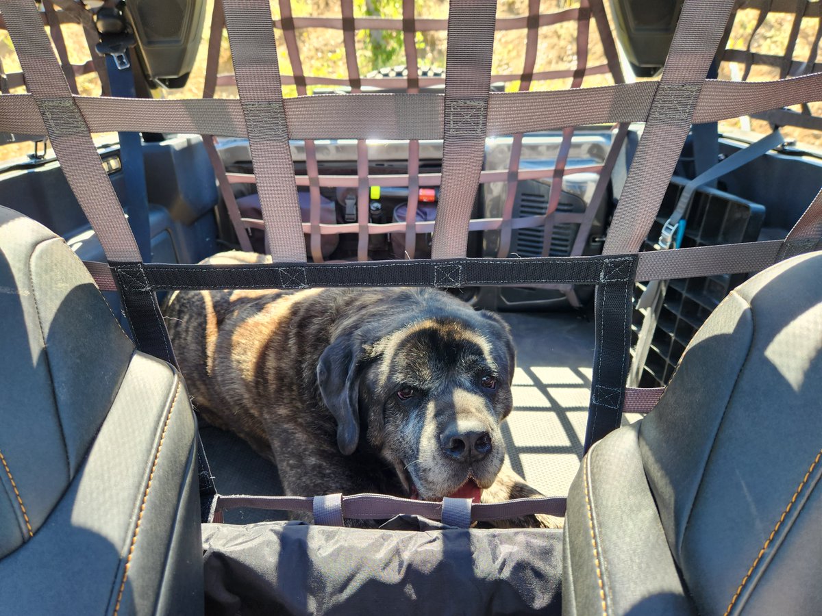 RainglerNets's tweet photo. This pup loves his new Raingler Nets for dad's Bronco! Keep them safe &amp; secure with the top off, add a dog door for easy access - &amp; more pets! #fordbronco #travelingwithdogs #travelsafety #dogbarriers #madeinusa #bronconets #takethemwithyou 
Thanks Rik for the great pics! https://t.co/sm2TkoHdRp