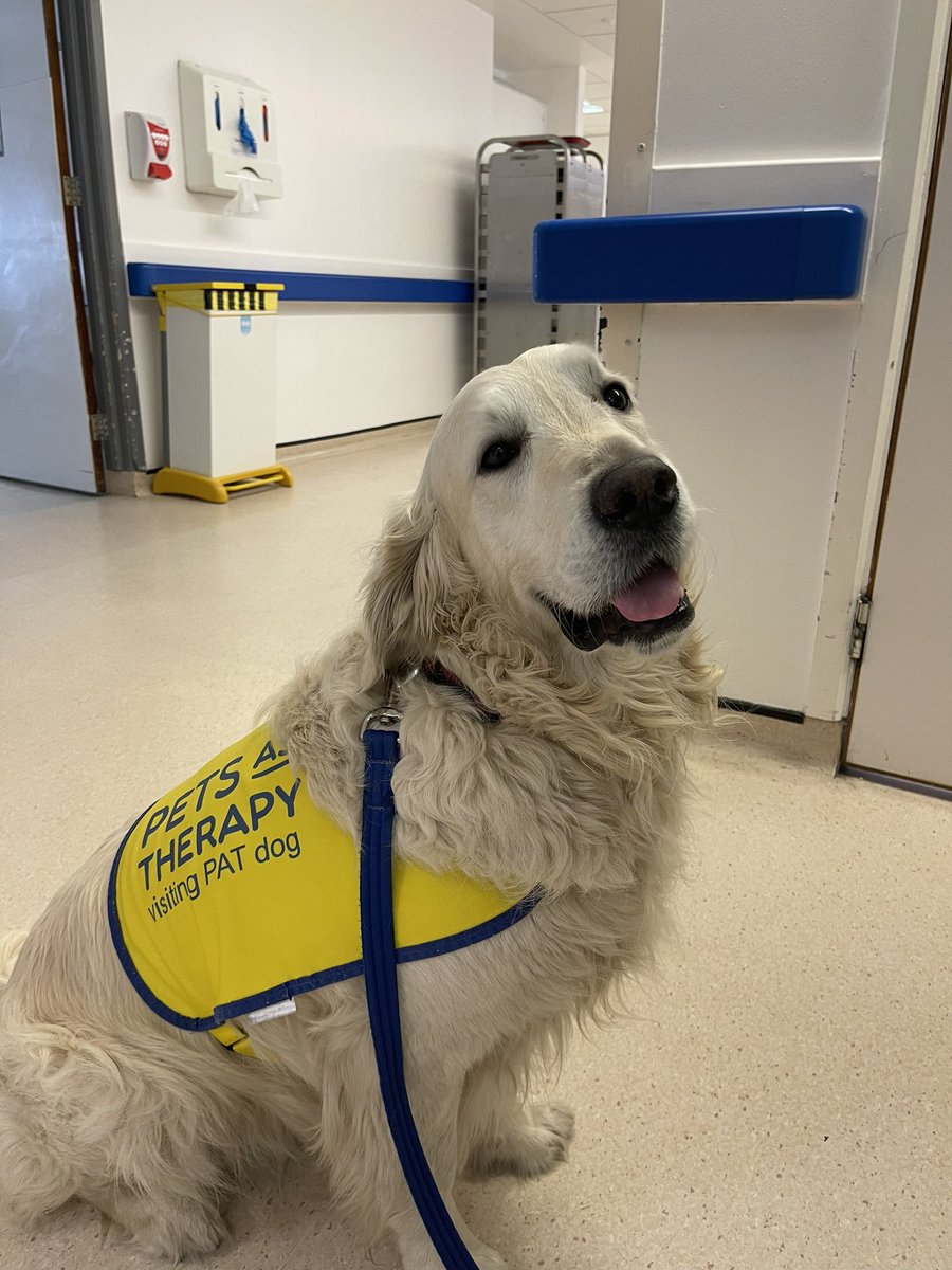 Digby the therapy dog brightening up everyone’s day!