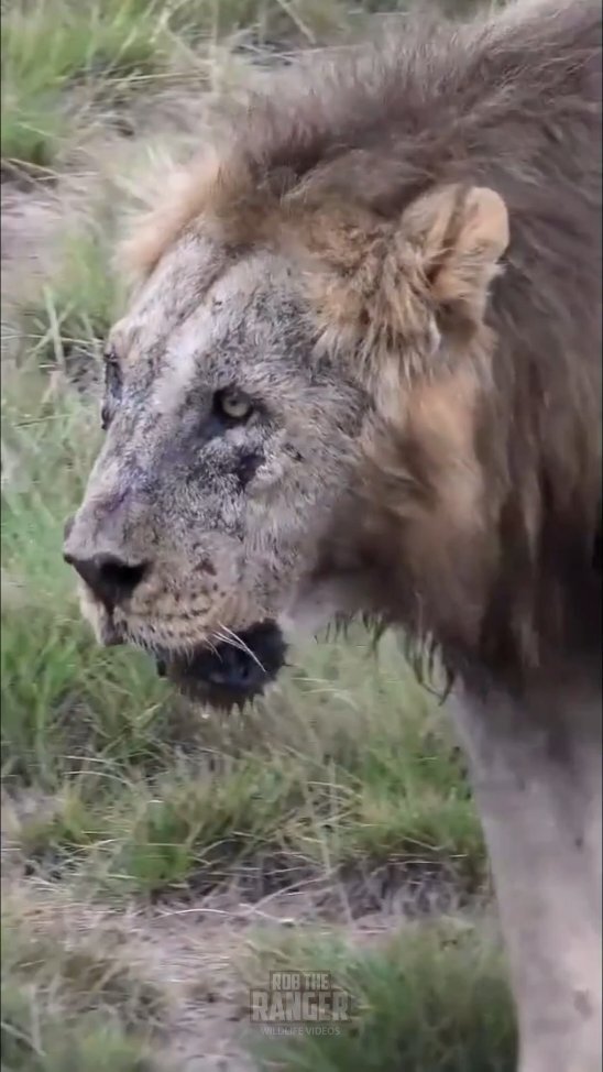 R.I.P Loonkito, King of Amboseli (2004 -2023)
Sadly Loonkito passed away on the 10th of May 2023
Not many male lions die of old age, and those that do don't usually live to 19. 
Sad news, but a fantastic life lived.
#riploonkito #lionsofafrica #lionsofam… instagr.am/reel/CsGu5CAI9…