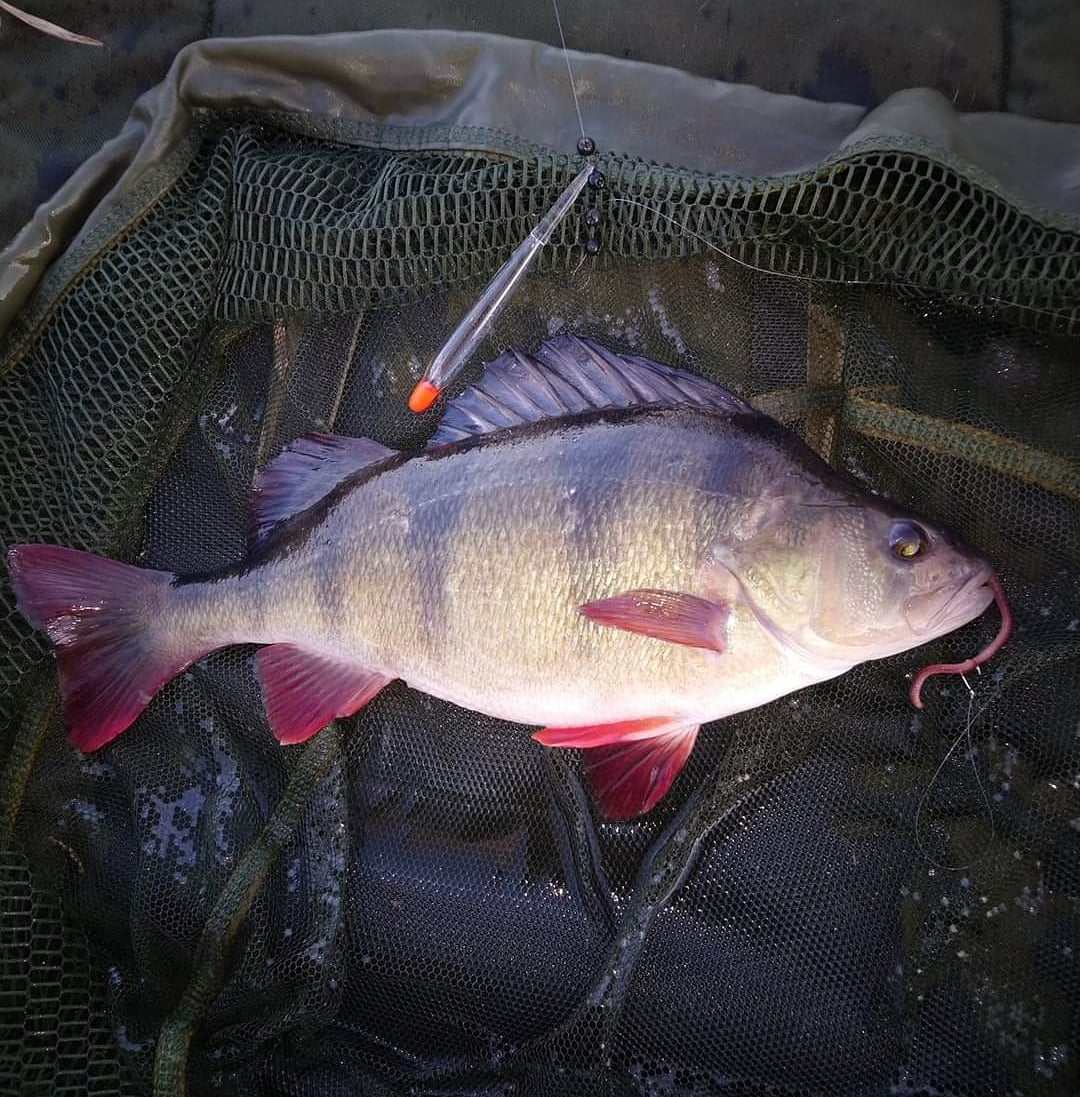 A decent perch caught on floatfished worm
#ThrowbackThursday #fishing
