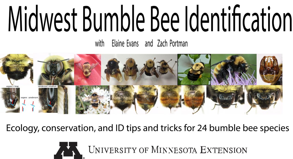 Registration open for Midwest Bumble Bee ID, covering detailed ID info for 24 species, taught by me and @zachportman It's an asynchronous online course available starting May 22. Please share. learning.umn.edu/search/publicC…