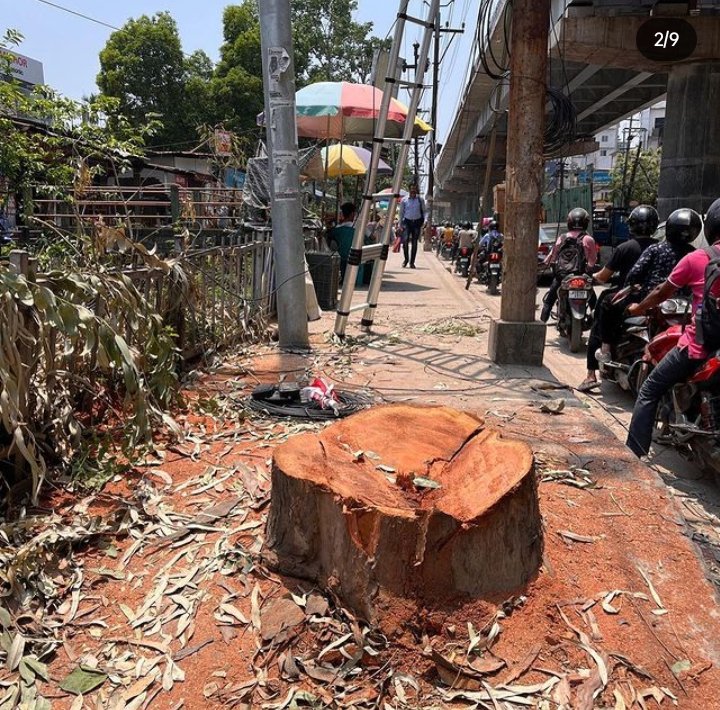 hema_borgohain's tweet photo. Is there not any other ways to solve problems except cutting trees....🥺 https://t.co/nBmKtbbQbf