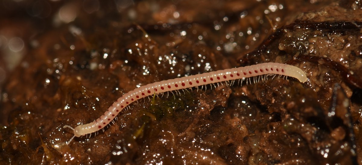 verborgennatuur's tweet photo. Vandaag zetten we de roodstip (Blaniulus guttulatus) in de schijnwerpers!🔴

Deze #miljoenpoot heeft, zoals de naam al zegt, opvallende donkerrode stippen op de zijkanten van zijn lichaam. Ook heeft hij knotsvormige antennes op zijn kop.

📷: Laurens van der Linde

#bodemdier https://t.co/6RbszFvRSE