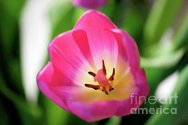 JohnStone996's tweet photo. New artwork for sale! - "Pink Tulip 3" - https://t.co/9ms36QfCbT @fineartamerica https://t.co/eLIqwoAjtg