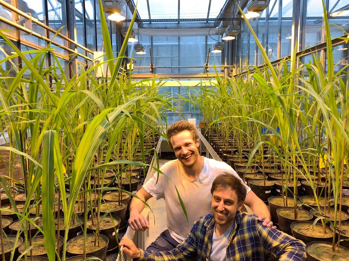 Mycorrhiza Experiments Make Fun!

<a href="/ido_rog/">Ido Rog</a> and Marco test in a new experiment how good different modern maize varieties associate with arbuscular mycorrhizal fungi. Towards a more sustainable agriculture!