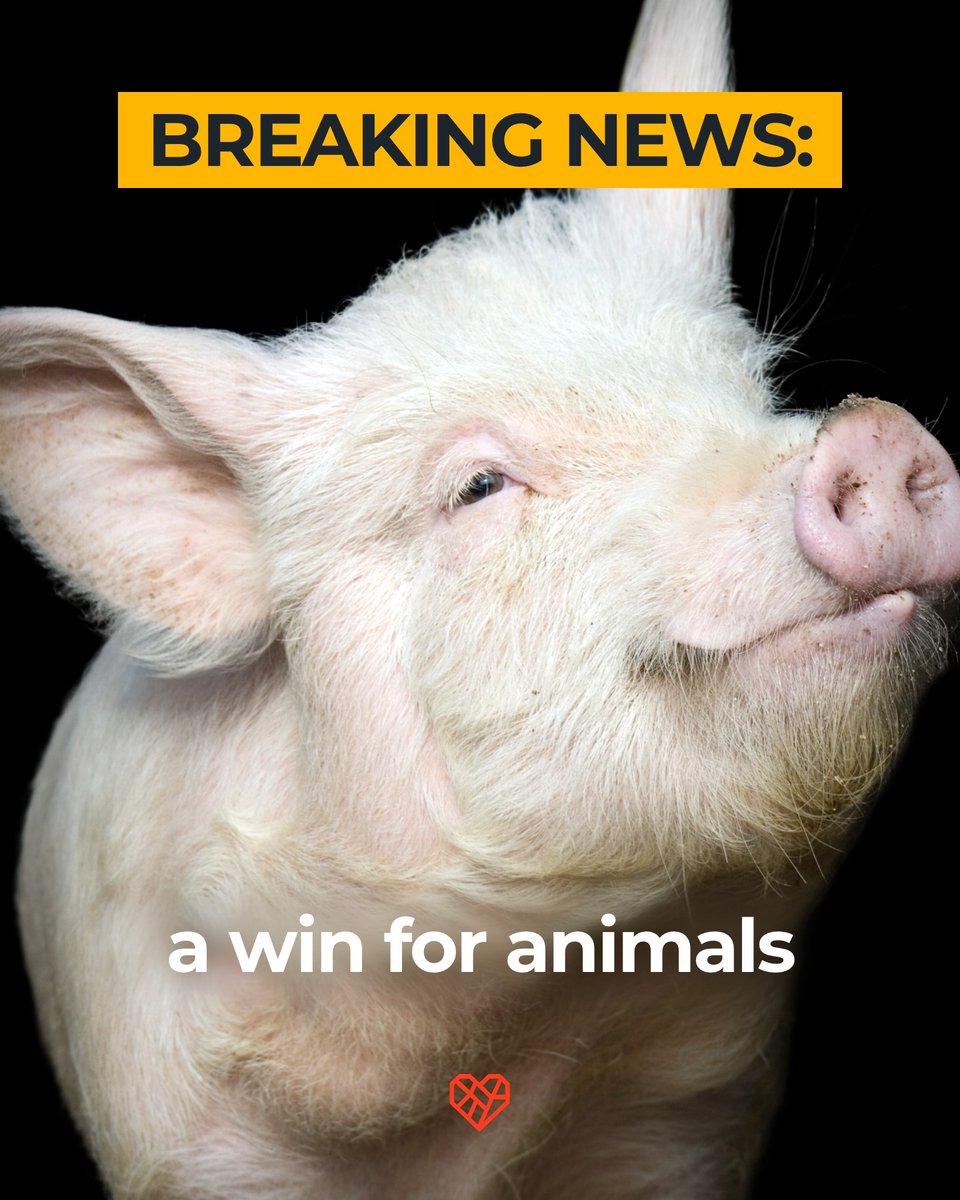 🚨 Breaking News 🚨 The US Supreme Court just UPHELD California’s Prop 12, the nation's strongest farmed animal welfare law 🎉 The decision is being further reviewed by our legal counsel and team, and we'll continue to share updates—visit thehumaneleague.org/article/prop-1… for more info.