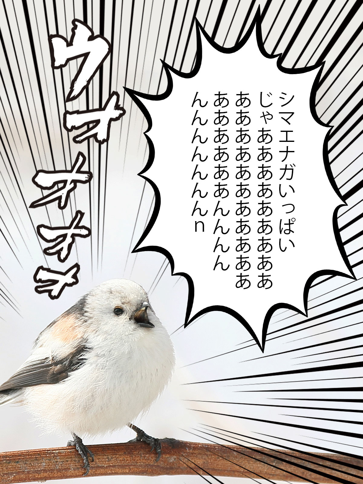 しろくまぺろしゃん、シマエナガしゃんぽしぇっとセット① nitori-net_4532513642478