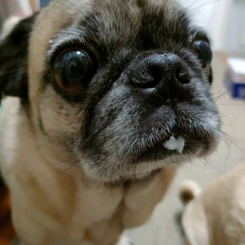 brewry_days's tweet photo. ヨーグルトは食べていませんよ😋
#ヨーグルト 　#ぱぐ 　#パグ 
#多頭飼い 　#pug https://t.co/wf5itxUXQM