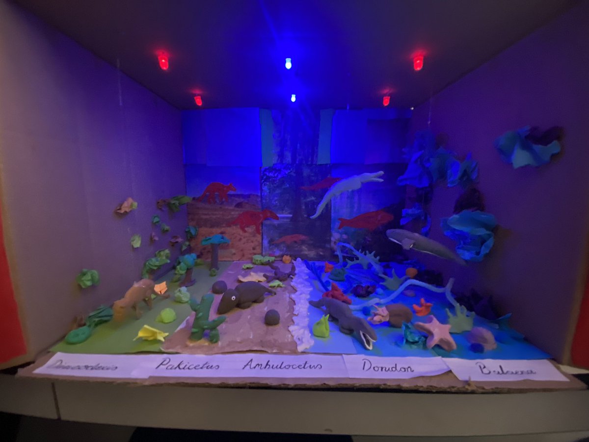 QCL_STEM's tweet image. As we say goodbye and good luck to our Year 13 students who start study leave today, Zoology Club celebrated the wonderful ‘Evolution of the whale’ diorama they made over the recent months. Big thanks too to Mrs Tran for wiring up the lights.
