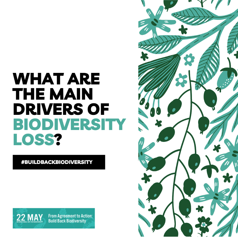 UNEP's tweet photo. Biodiversity is being lost at unprecedented rate.

Find out more about the key drivers of nature loss and what we can do to #BuildBackBiodiversity.
