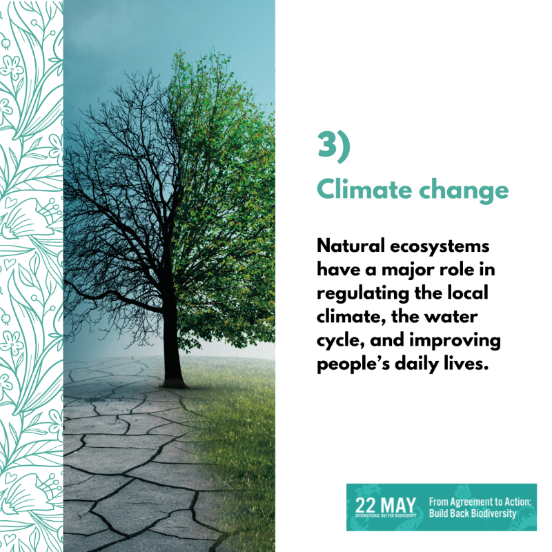 UNEP's tweet photo. Biodiversity is being lost at unprecedented rate.

Find out more about the key drivers of nature loss and what we can do to #BuildBackBiodiversity.