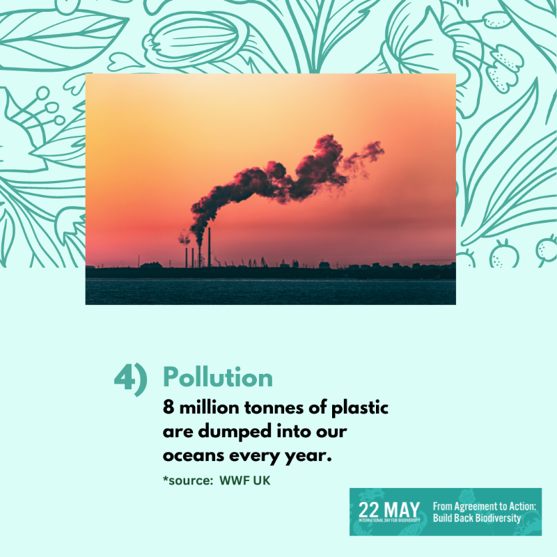 UNEP's tweet photo. Biodiversity is being lost at unprecedented rate.

Find out more about the key drivers of nature loss and what we can do to #BuildBackBiodiversity.