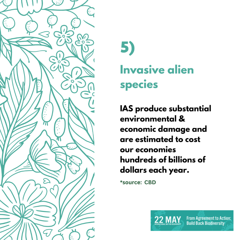 UNEP's tweet photo. Biodiversity is being lost at unprecedented rate.

Find out more about the key drivers of nature loss and what we can do to #BuildBackBiodiversity.