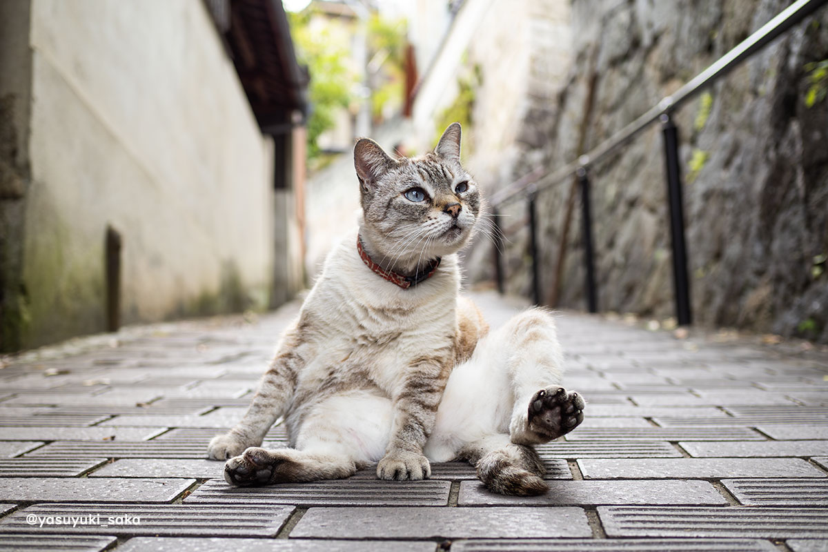 ねこ。