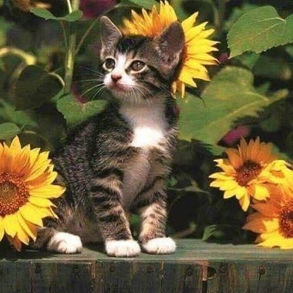 Caterina as a cat #kaimelia #kaimeliaascats