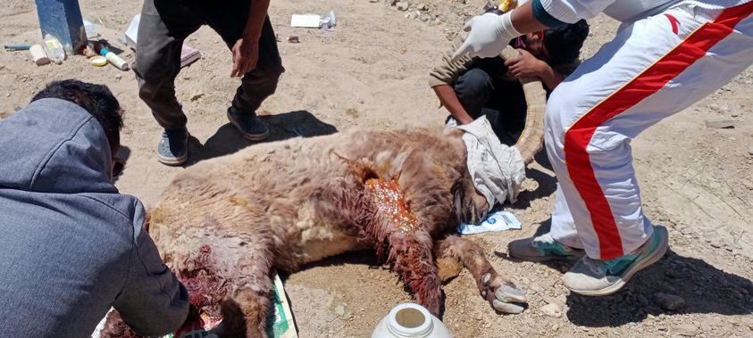 sandeep_dhumal's tweet photo. Free ranging stray dogs attacked and injured Ibex in Hemis shukapachan in ladakh. #ladakh #khee #dogs #ibex #wildlife @abi_vanak @desertrose0681 @Humanetoanimals @LobzangVISUDDHA @GyalpoPadma @NatureIn_Focus @lg_ladakh @LadakhSecretary https://t.co/9Y7LGd8ULe
