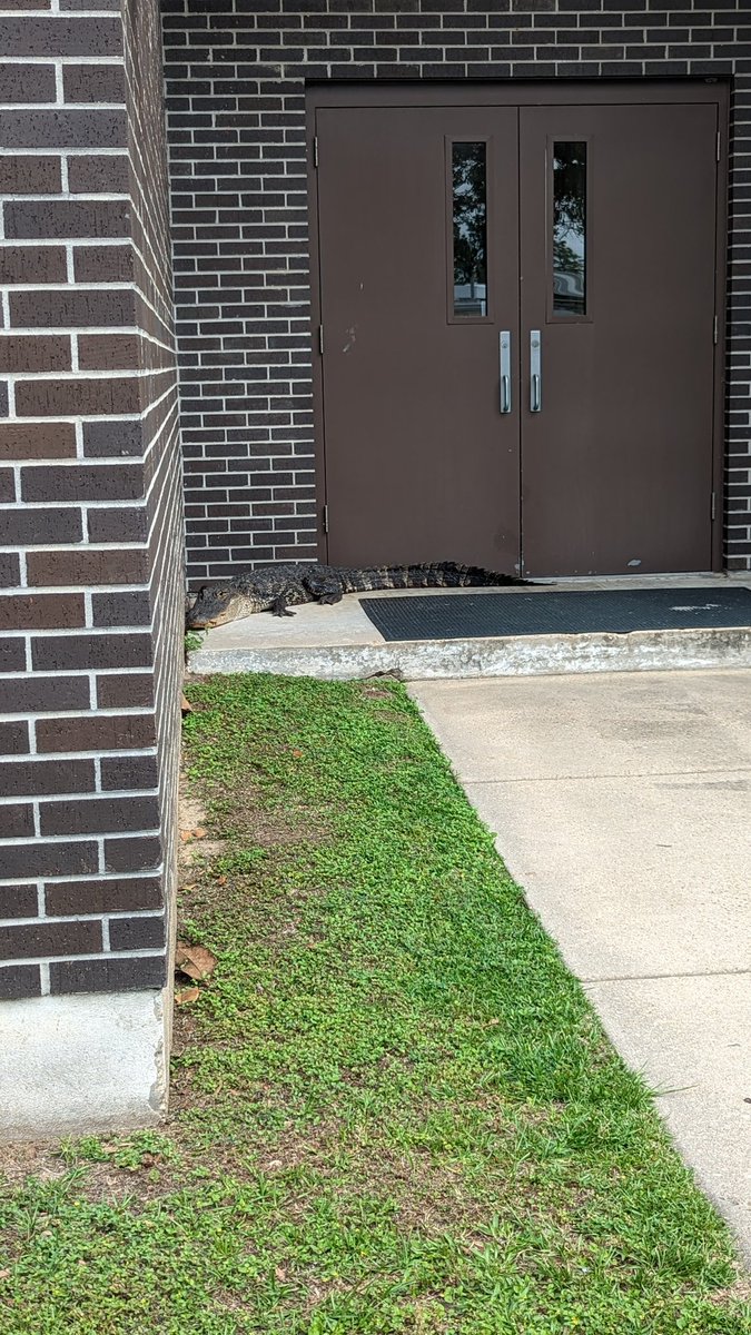 KaseaPrice's tweet photo. Look at this nugget! Just hanging out on the #GCRL campus causing a bit of excitement. Never a dull day at work! #coastalscience #alligator https://t.co/tdgnRQHGI9