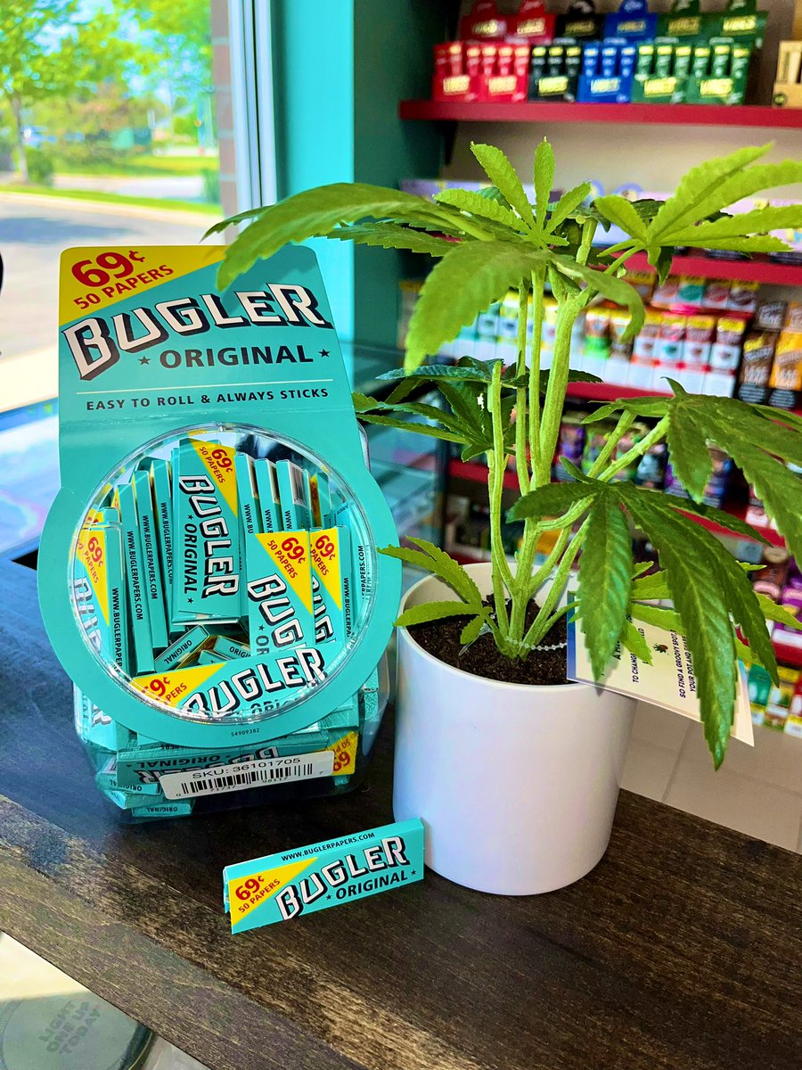 Brand new Item for Wild Leaf is Bugler Rolling Papers! What a great deal for 50 rolling papers! We also have faux pot plants to add some pizazz to your home or work space! Try out some new papers today! #potplant #pothead #potsmoker  #joints #smokeshop #headshop #rollingpapers