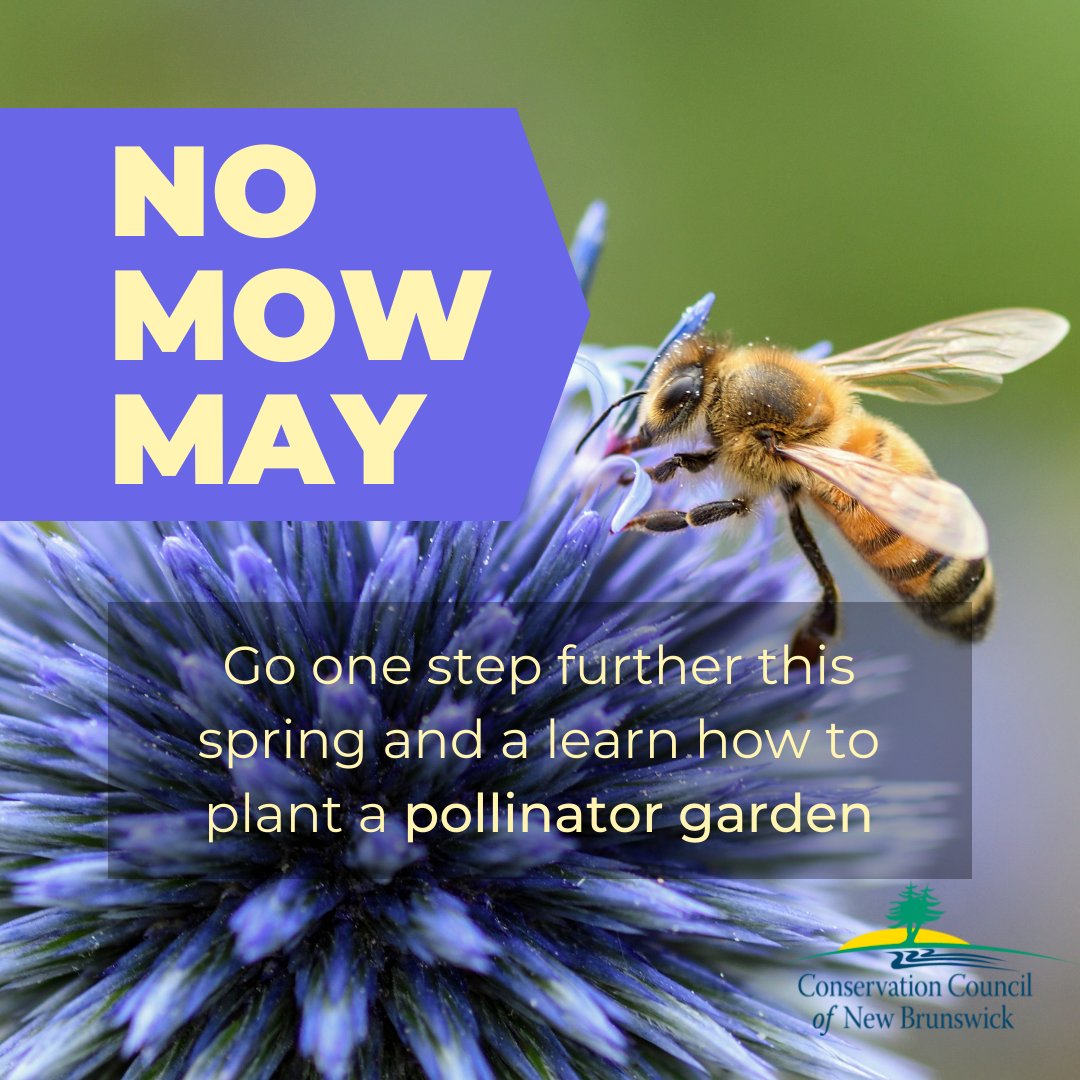 🌼🐝 Embrace the buzz! Help our bumblebee buddies refuel after a tough winter without sacrificing your passion for gardening. Put that lawnmower to rest this month and kickstart your journey toward a vibrant pollinator paradise! 🌺🦋

✅ Discover step-by-step instructions and