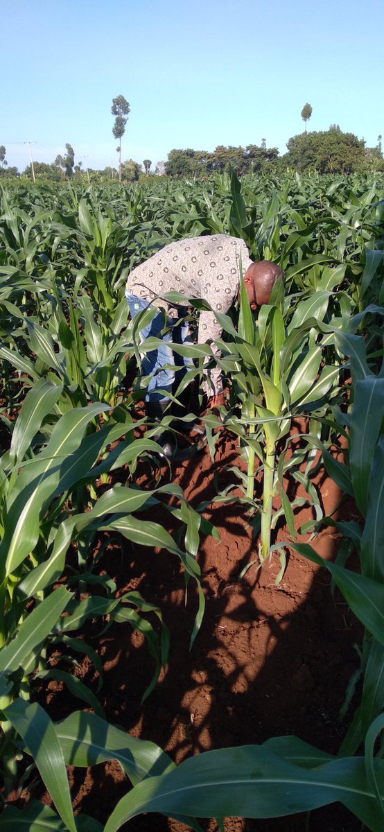 Don't wait for Miracles always Chooseyarakenya <a href="/yarakenya/">YaraKenya</a> for better products #MboleaNiyara