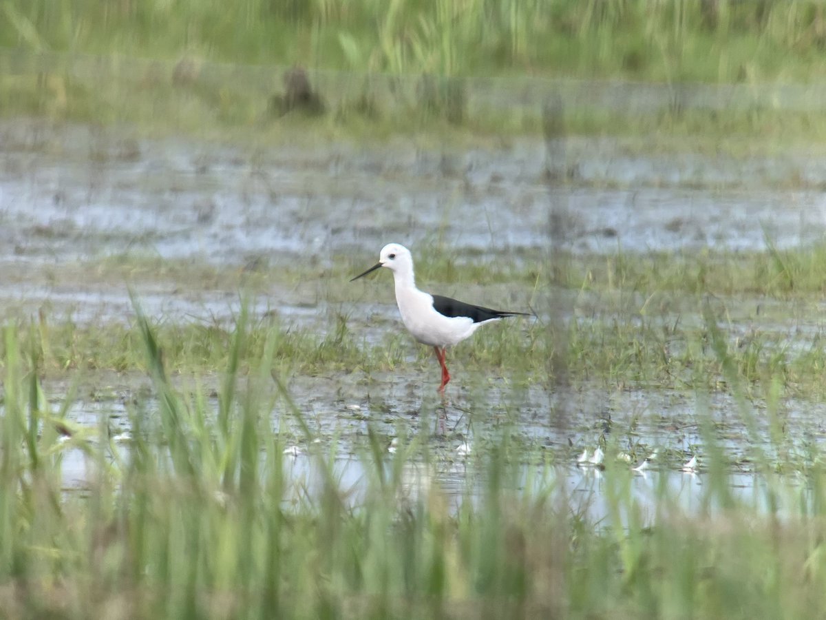 cianbirder's tweet photo. Stunning views of the Cahore marsh Black-winged stilt this afternoon. Still on a high after this find! Wexford #birdfinding #patchbirding I think itβs a first site record also! https://t.co/VKMc62EmlS