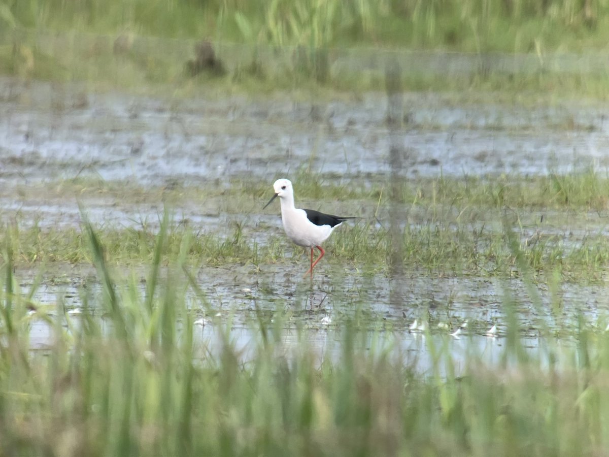 cianbirder's tweet photo. Stunning views of the Cahore marsh Black-winged stilt this afternoon. Still on a high after this find! Wexford #birdfinding #patchbirding I think itβs a first site record also! https://t.co/VKMc62EmlS
