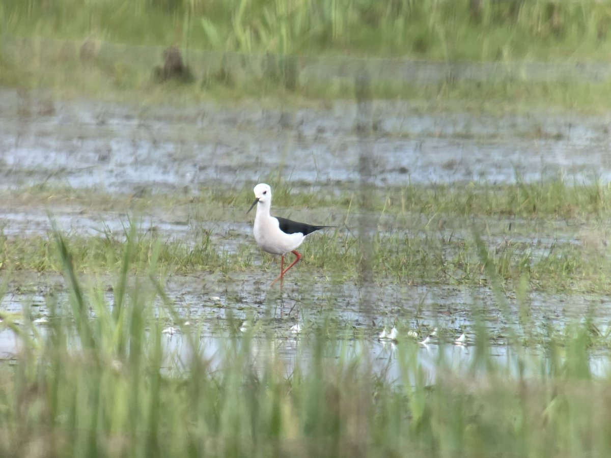 cianbirder's tweet photo. Stunning views of the Cahore marsh Black-winged stilt this afternoon. Still on a high after this find! Wexford #birdfinding #patchbirding I think itβs a first site record also! https://t.co/VKMc62EmlS