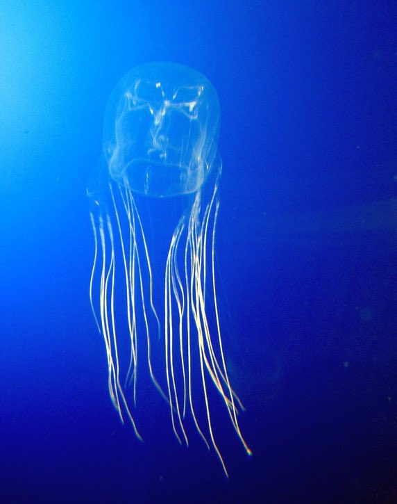 ꒰ daily aquatic lovelies ༚.° tweet media