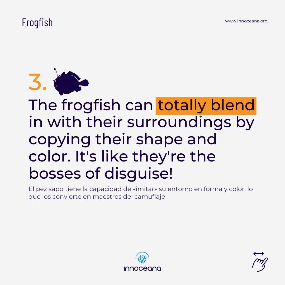EN - 🐸 Frogfish are animals from the Antennariidae family that are usually found in shallow tropical waters.

🩵 Their peculiar features make them incredible creatures. Did you already know about them?

#frogfish #marineconservation #marinebiology #ranisapo
