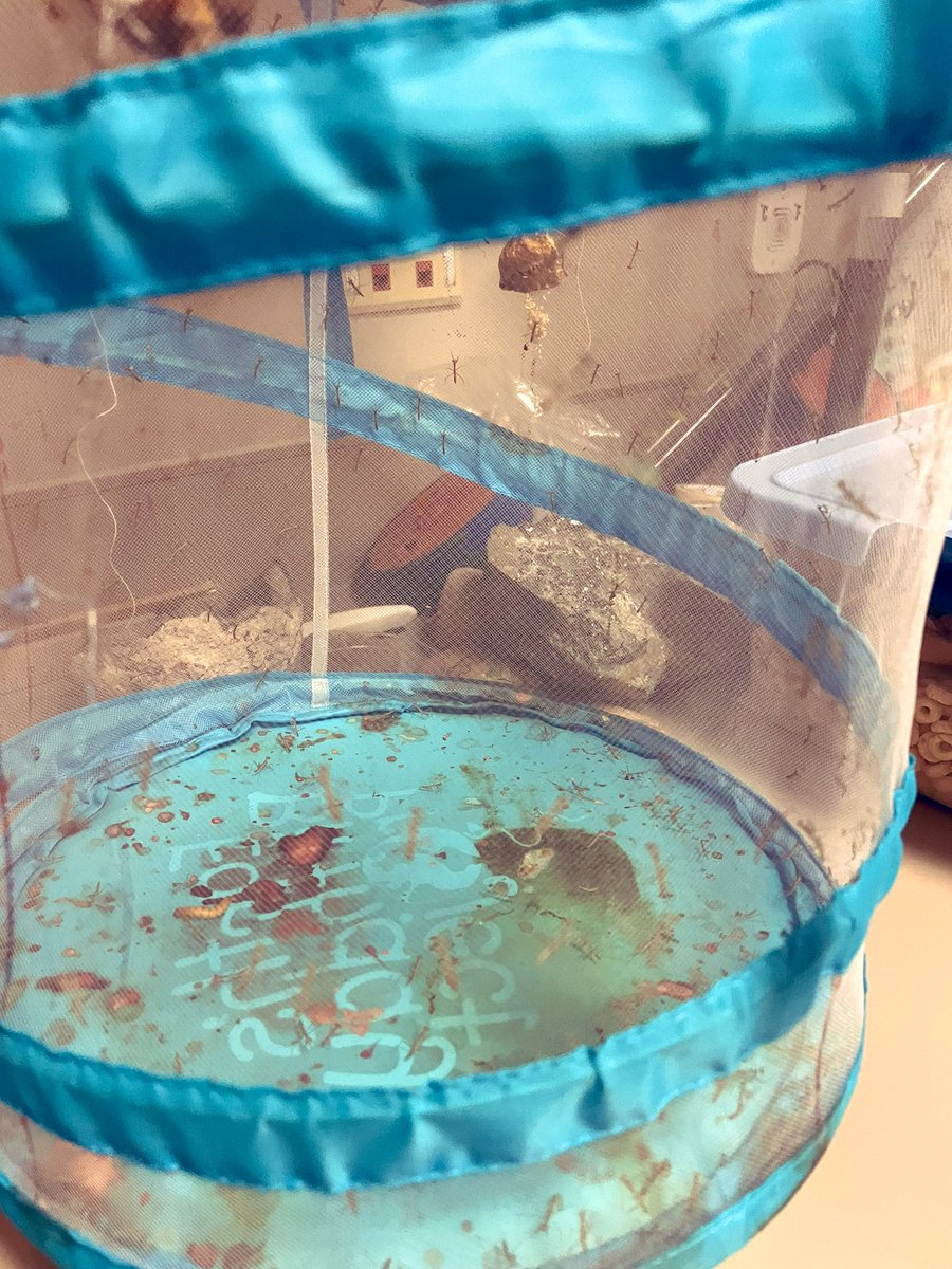 RituGan23514369's tweet photo. @PISDScienceK_4 @RituGan23514369 complete metamorphosis vs. incomplete metamorphosis! #MoralesScienceLab #MoralesRockets https://t.co/vwM1Cf8PaY