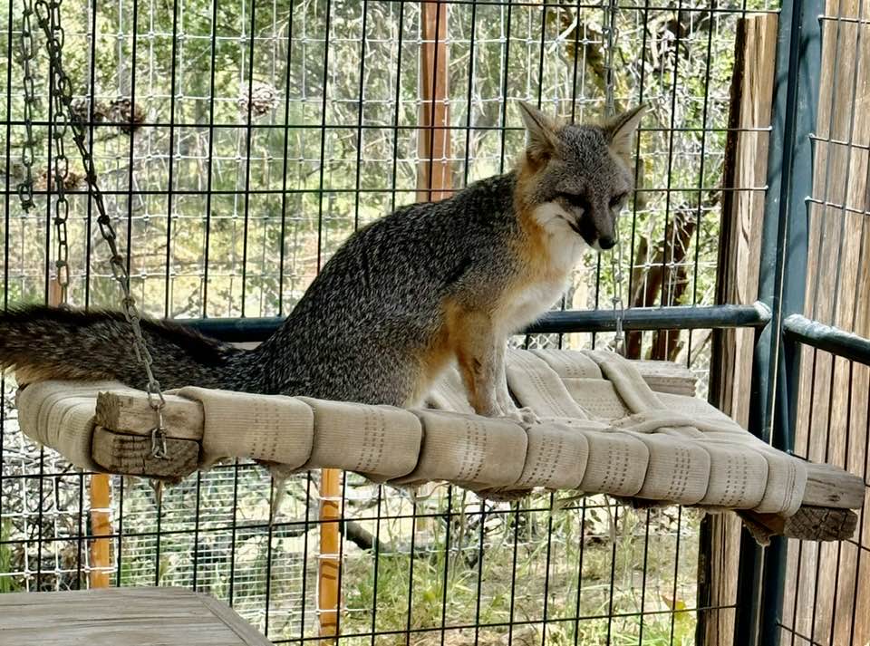 conta.cc/3I2Ga2U

One of of the "guests" (actually a resident) at our Nature of Wildworks luncheon that took place on Tuesday, May 9, 2023.