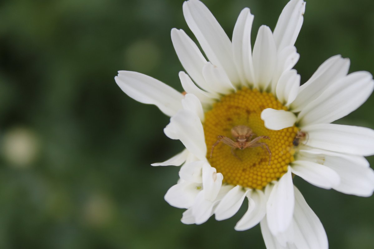 JiscaDijk's tweet photo. #adoptietuintjes #maaimeiniet #wildeplanten #insectentuin #Margriet #Leucantheumvulgare
@gemeentehengelo 
De eerste bloem - met spinnetje nn - van de vele margrieten die dit jaar mijn wilde tuintje overheersen 😊 https://t.co/I0JqZTbPxR
