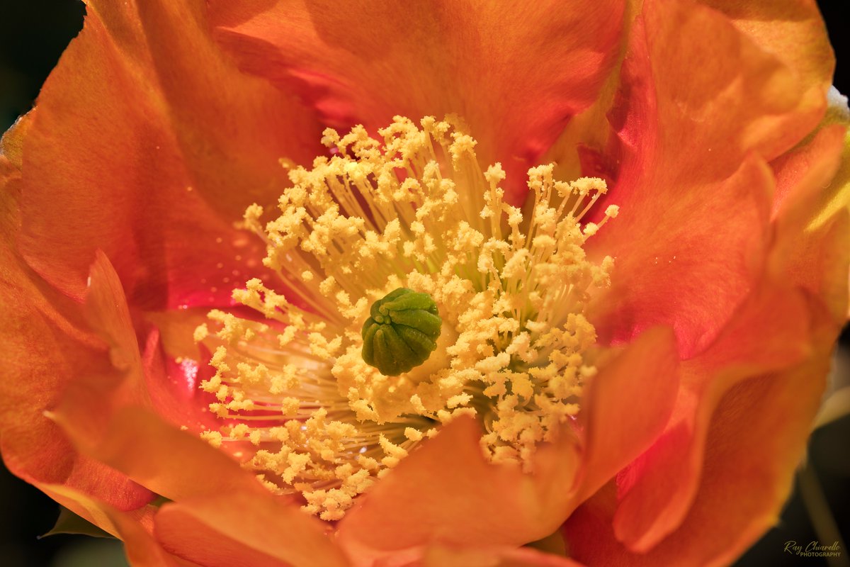 Prickly Pear Cactus flower blooming in my yard this afternoon. #Flower #MacroHour #ThePhotoHour #CactusFlower #ElPaso #Texas #SonyA7RIII #CanonEF100mmL_Macro