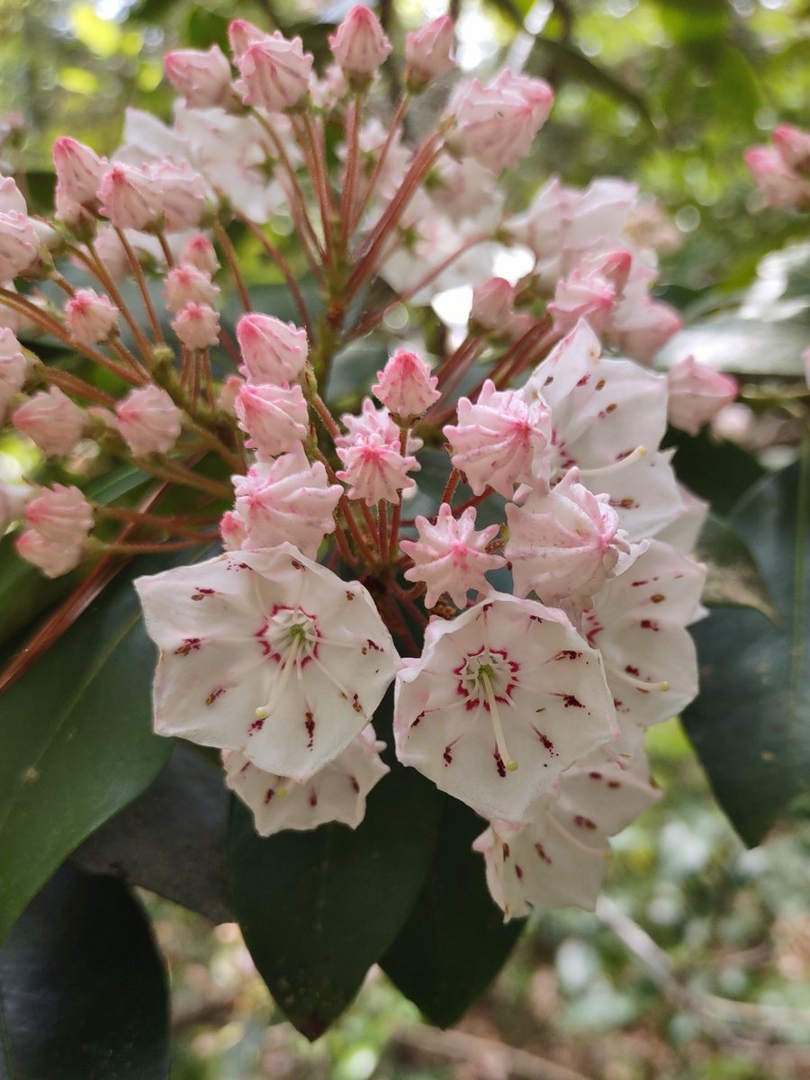 Hi! Still here, shops open, etc. Just...not feeling super motivated on the self-promotion game, when the platform is struggling to stay afloat. 😂 Taking a lot of time in nature lately, enjoy some of my mountain laurel: