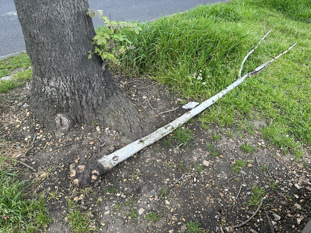 AndyAchilleos's tweet photo. Lovely to see the planters and flower beds we put in down Whalebone Lane South flourishing. #BeeCorridor #Pollinators #NoMowMay 🌺🌼🦋🐝
Shame about the litter, which I’ve reported, and the poor silver birch that someone has seen fit to uproot… also reported. 😡 https://t.co/Wsj9ZJ5LpK