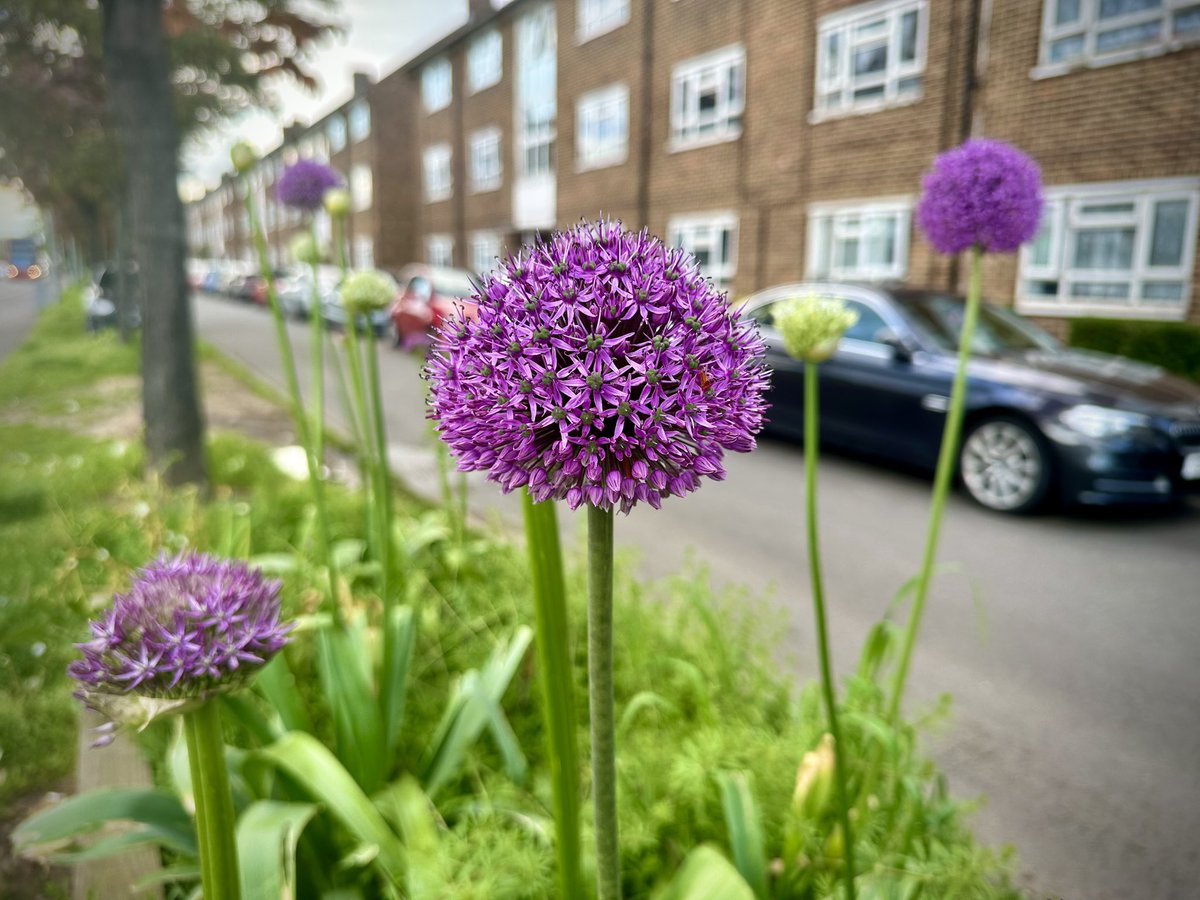 AndyAchilleos's tweet photo. Lovely to see the planters and flower beds we put in down Whalebone Lane South flourishing. #BeeCorridor #Pollinators #NoMowMay 🌺🌼🦋🐝
Shame about the litter, which I’ve reported, and the poor silver birch that someone has seen fit to uproot… also reported. 😡 https://t.co/Wsj9ZJ5LpK