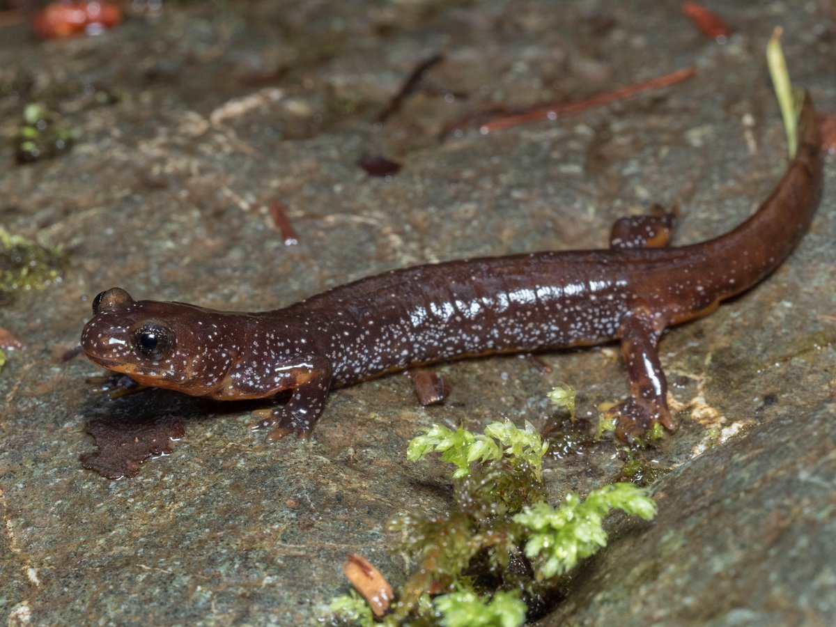 Olympic salamander