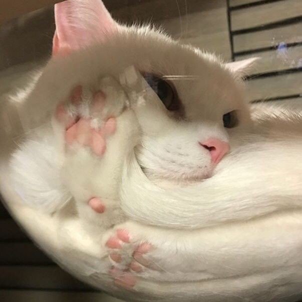 ShouldHaveCat's tweet photo. https://t.co/WekfK09SEE