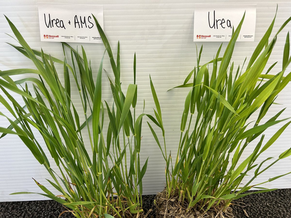 A great reminder that AMS in wheat blends pays off. Light green is Urea only, dark green is Urea + AMS (Sulphur). 🌾  <a href="/WheatPete/">Peter Johnson</a> <a href="/HDCAgronomy/">Hensall Co-op Agronomy</a> #nutritionmatters