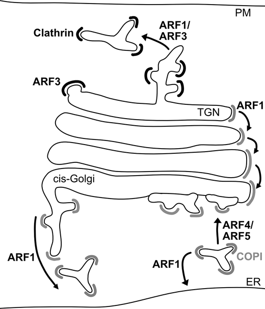 Luis Wong-Dilworth @freethepipette, Francesca Bottanelli @fran_bottanelli et al. use STED super-resolution #microscopy to reveal the nanoscale localization of ARF #GTPases, suggesting distinct functions for ARF paralogs in intracellular #trafficking. bit.ly/3HhBHcp