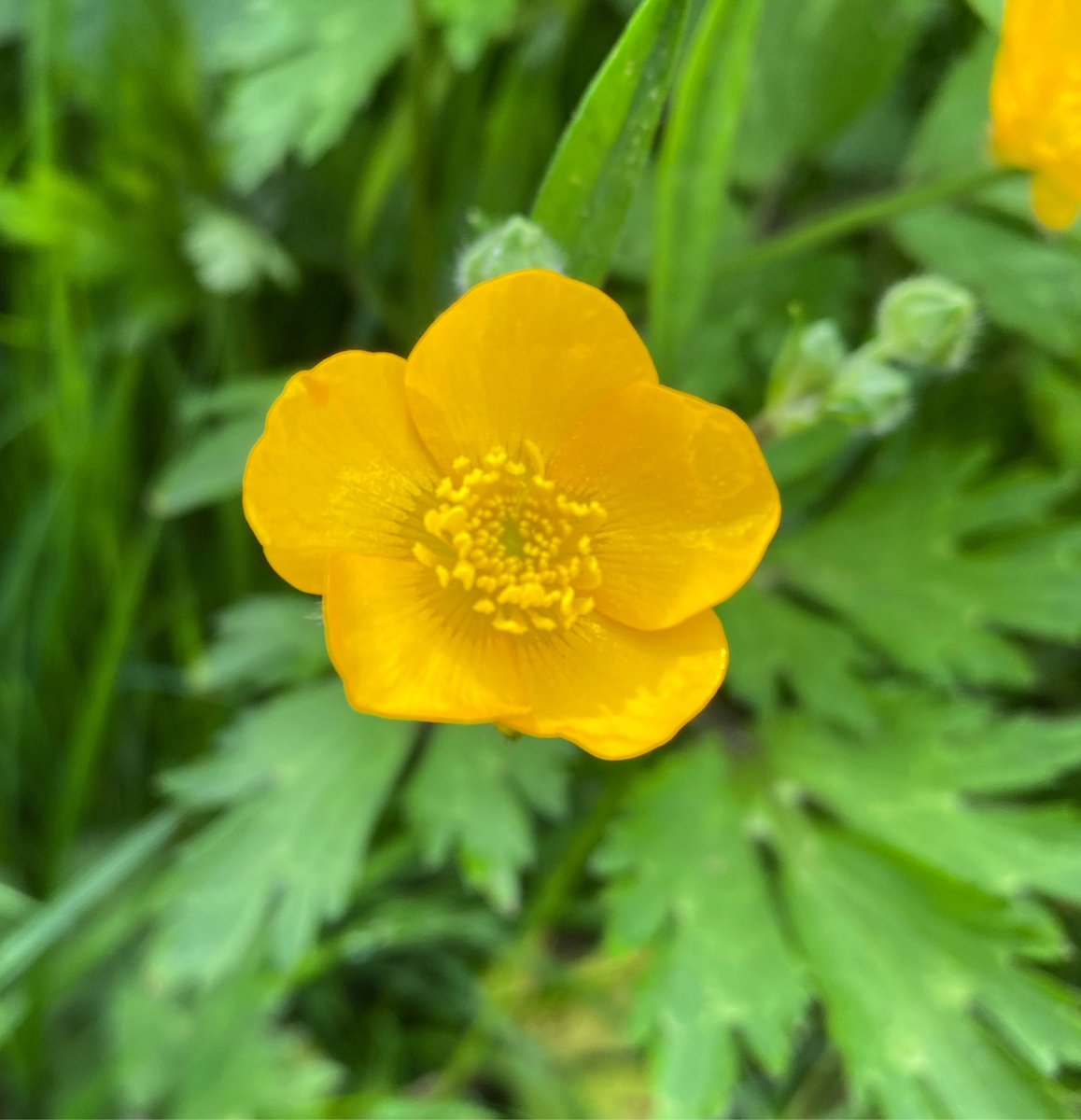 JoyInTheSeasons's tweet image. #JoyInSpring ~ flower finds 🌸