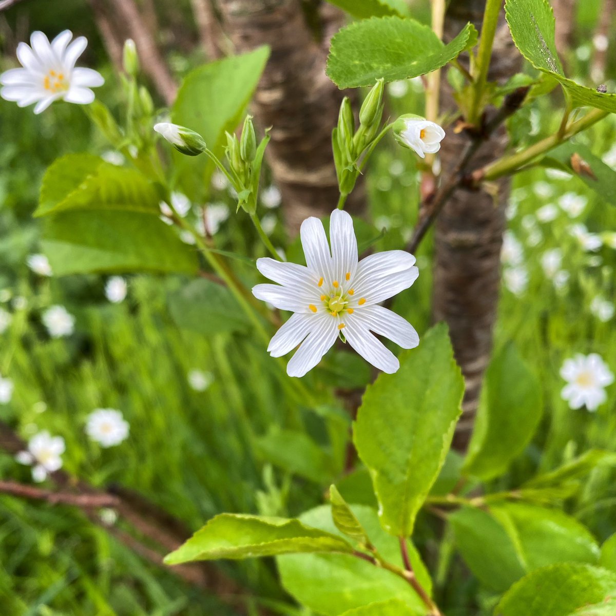 JoyInTheSeasons's tweet image. #JoyInSpring ~ flower finds 🌸